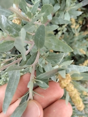 Atriplex