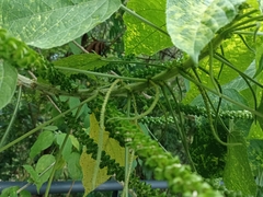 Acalypha