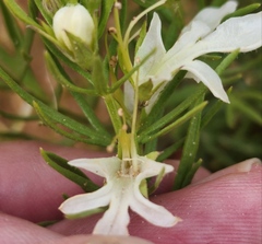 Teucrium laciniatum