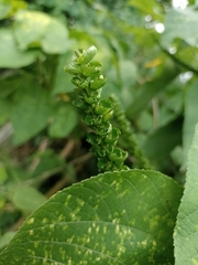 Acalypha
