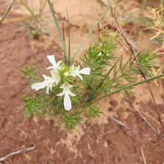 Teucrium laciniatum