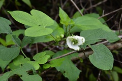 Spurgecreeper