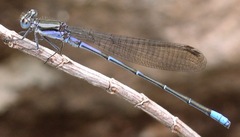 Argia
