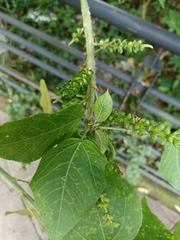 Acalypha