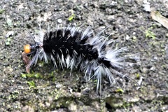 Phaegopterina