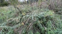 Artemisia verlotiorum