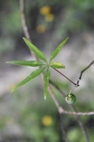 Manihot rhomboidea, photograph 6