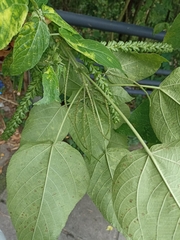 Acalypha