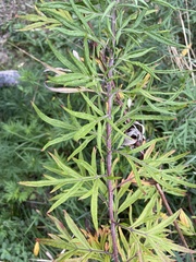 Artemisia verlotiorum