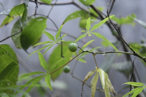 Manihot rhomboidea, photograph 5