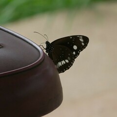 Euploea core corinna