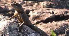Tropidurus