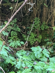 Corydalis scouleri