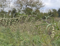 Artemisia verlotiorum