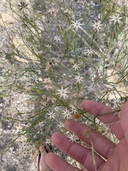Porophyllum scoparium