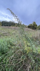 Artemisia verlotiorum
