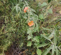 Sphaeralcea fendleri