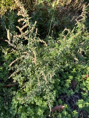 Artemisia indica