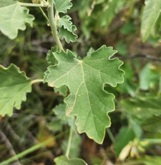 Sphaeralcea fendleri