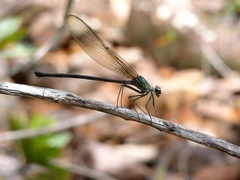 Hetaerina rosea