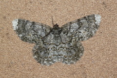 Amblychia subrubida