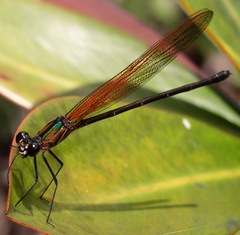 Hetaerina rosea