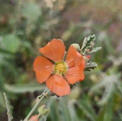 Sphaeralcea fendleri