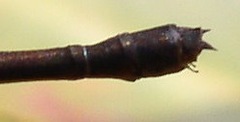 Hetaerina rosea