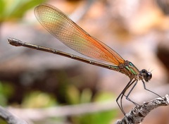Hetaerina rosea