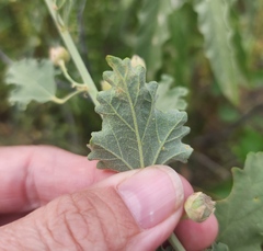 Sphaeralcea fendleri