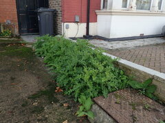 Cirsium arvense