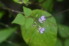 Phaseolus microcarpus