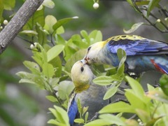 Platycercus adscitus