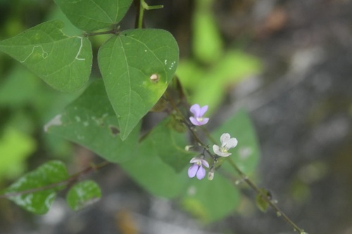 Phaseolus microcarpus, photograph 6