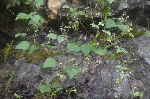 Phaseolus microcarpus, photograph 5