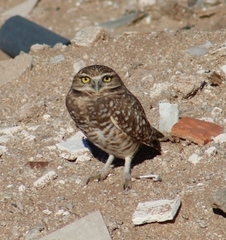 Athene cunicularia hypugaea