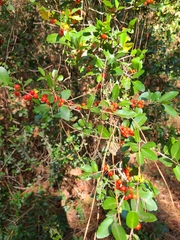 Ilex vomitoria