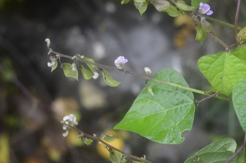 Phaseolus microcarpus, photograph 4