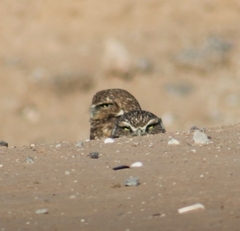 Athene cunicularia hypugaea