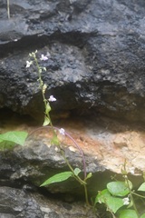 Phaseolus microcarpus