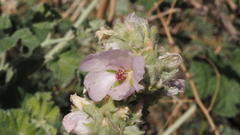 Malacothamnus enigmaticus