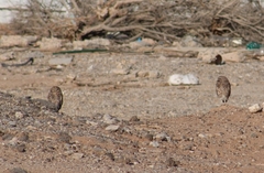 Athene cunicularia hypugaea
