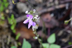 (c) Neptalí Ramírez Marcial, some rights reserved (CC BY) Phaseolus microcarpus, photograph (c) Neptalí Ramírez Marcial, some rights reserved (CC BY)