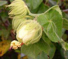 Pavonia luetzelburgii