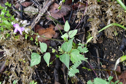 Phaseolus microcarpus, photograph 2