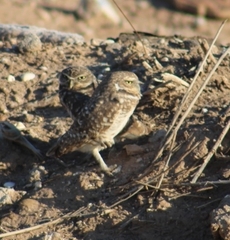 Athene cunicularia hypugaea