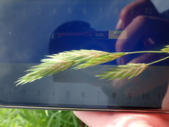Bromus catharticus
