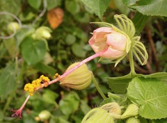 Pavonia luetzelburgii