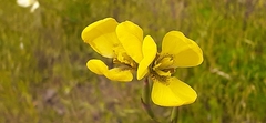 Moraea bellendenii