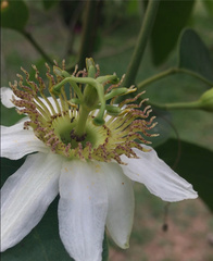 Passifloraceae